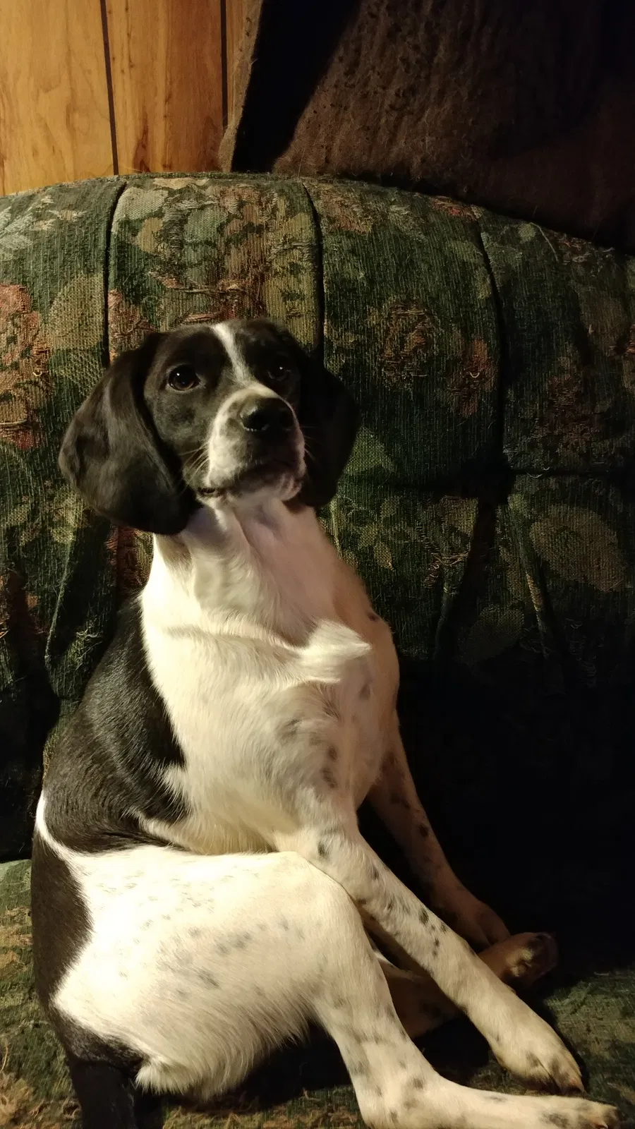 Lost dog in Narrows, VA, 24124