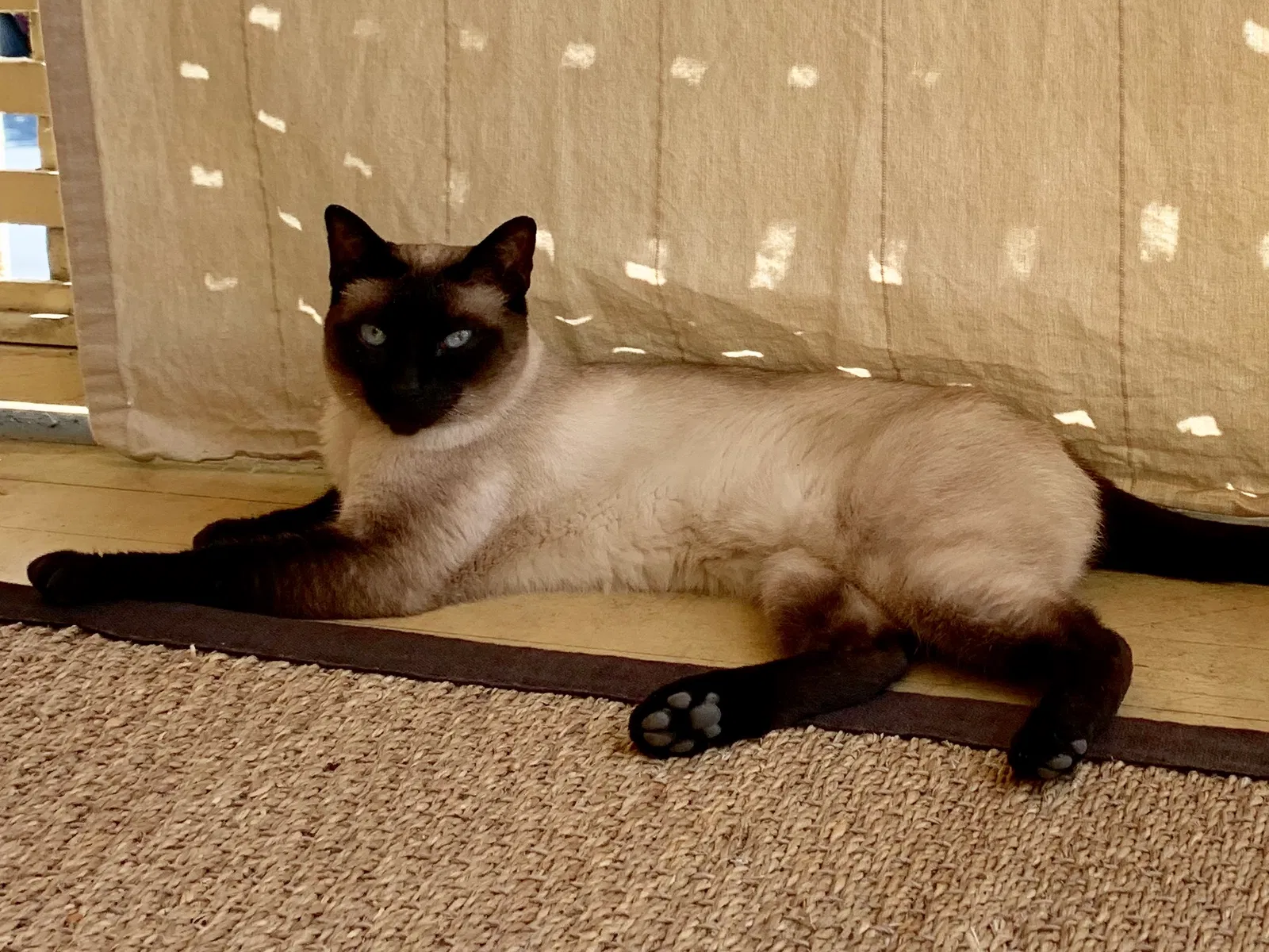 Lost cat in Portland, OR, 97212