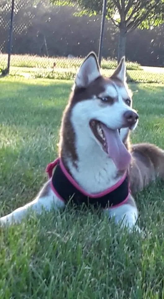 Lost dog in Trenton, NJ, 8611