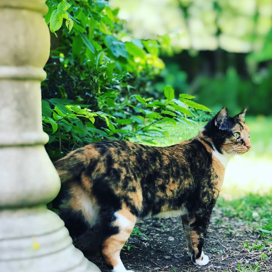 Lost cat in Baytown, TX, 77521