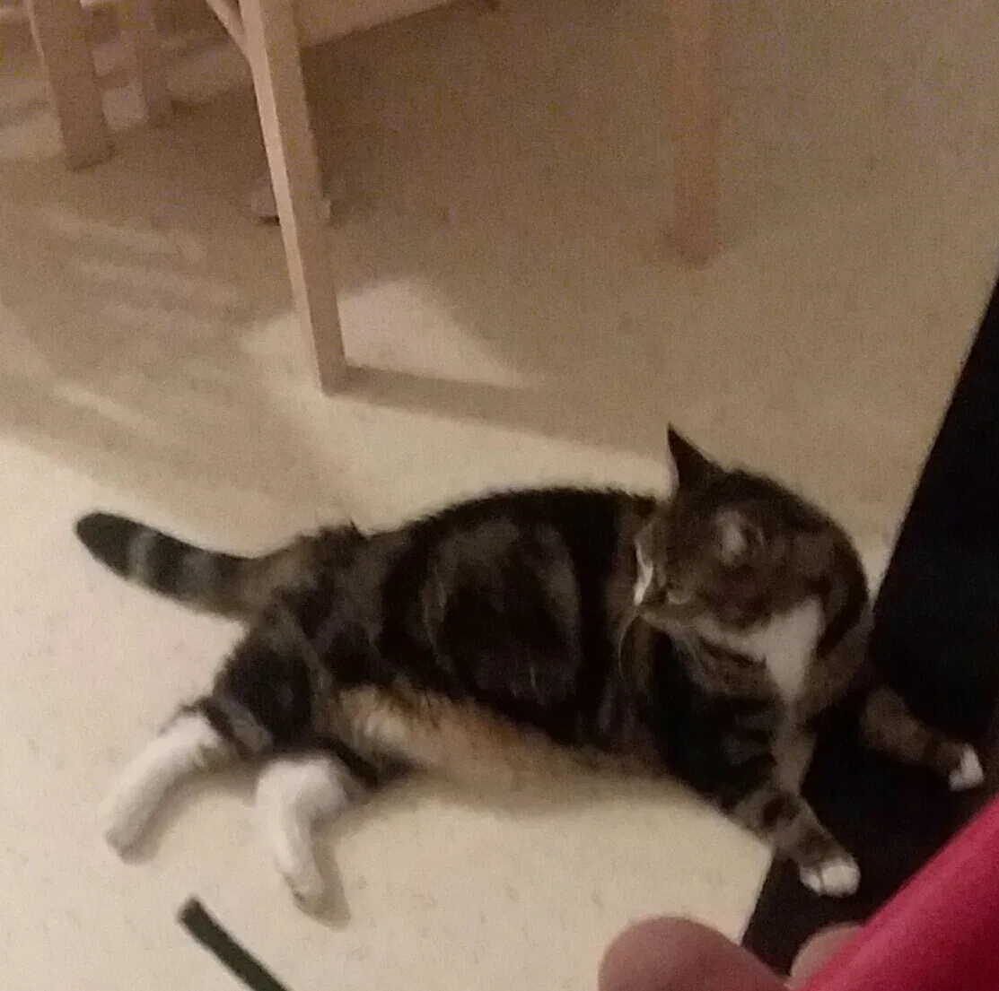 Lost cat in Omaha, NE, 68137