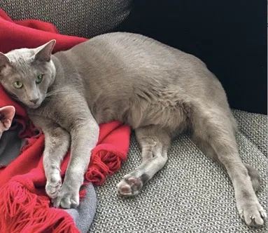 Lost cat in Atlanta, GA, 30329