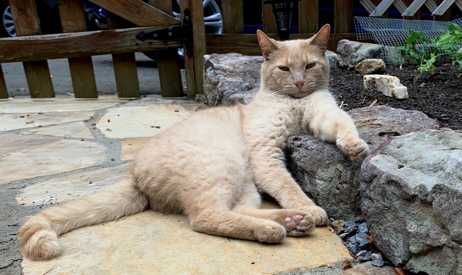 Lost cat in Asheville, NC, 28804