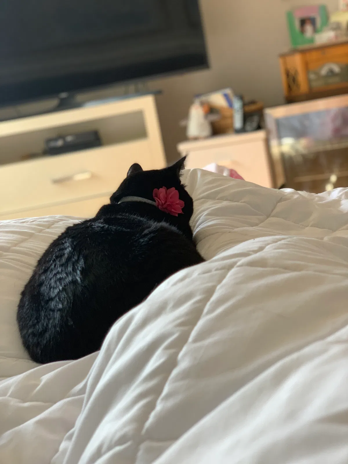 Lost cat in Fullerton, CA, 92833