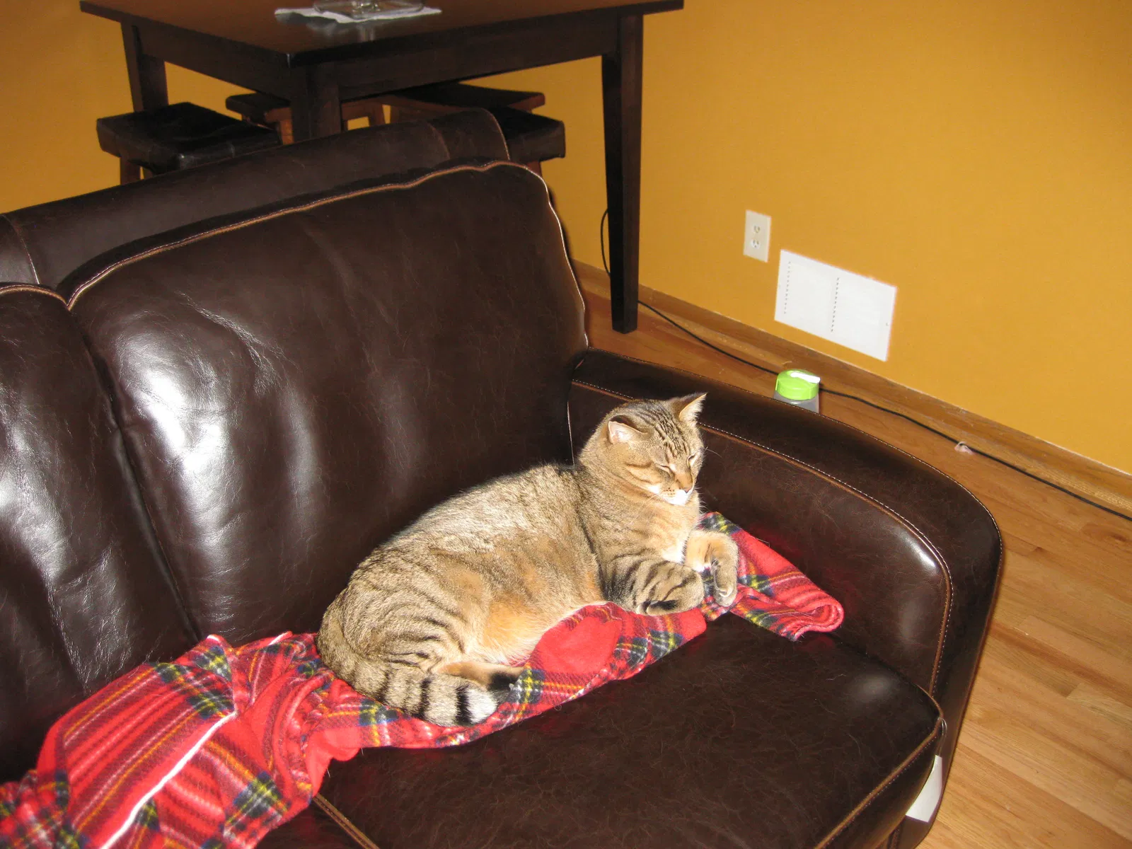 Lost cat in Burnsville, MN, 55337