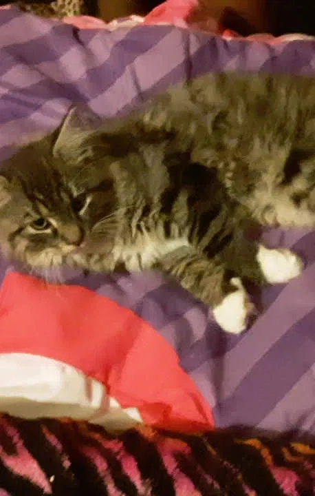 Lost cat in Norristown, PA, 19403