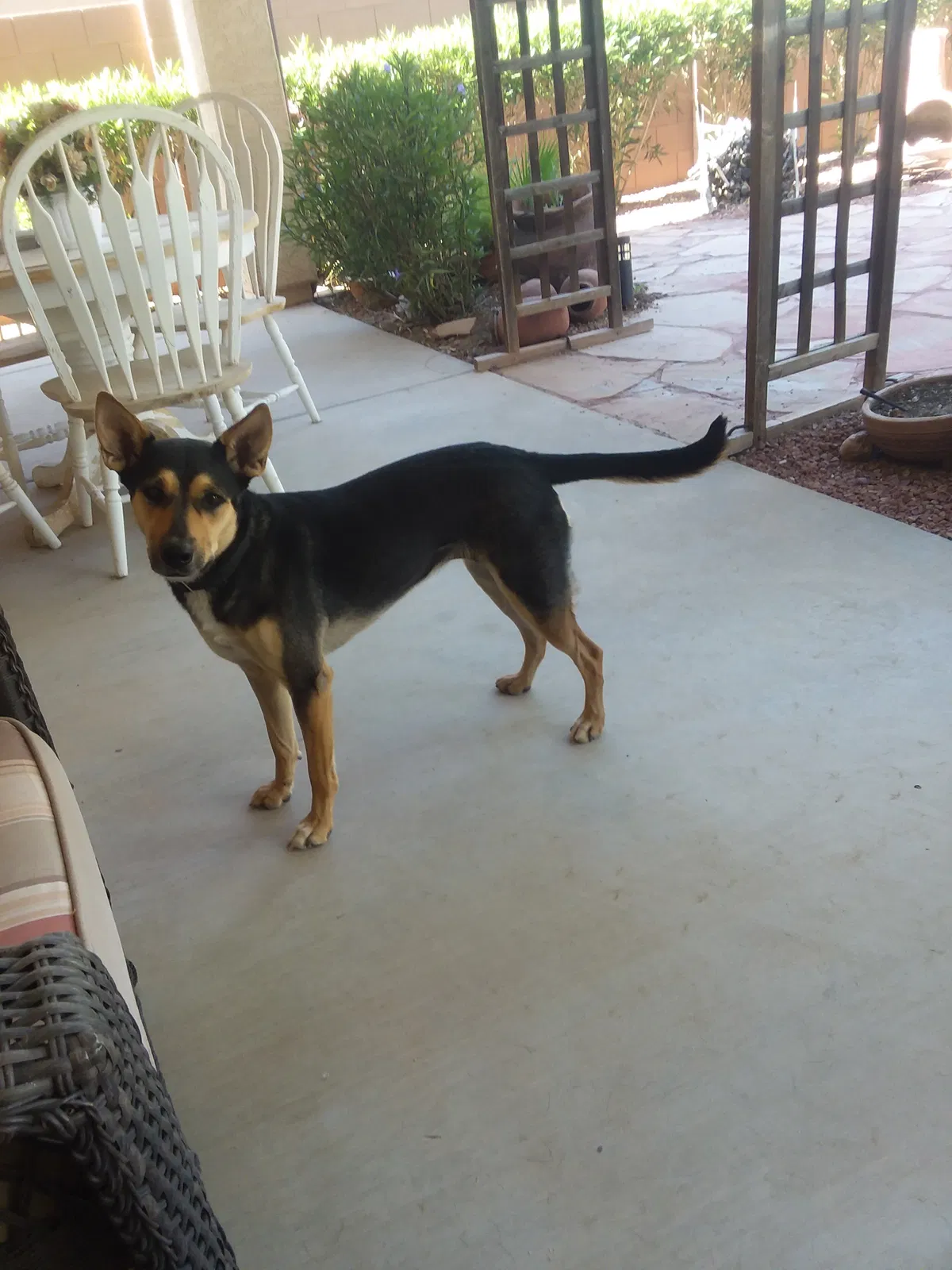 Lost dog in Phoenix, AZ, 85009