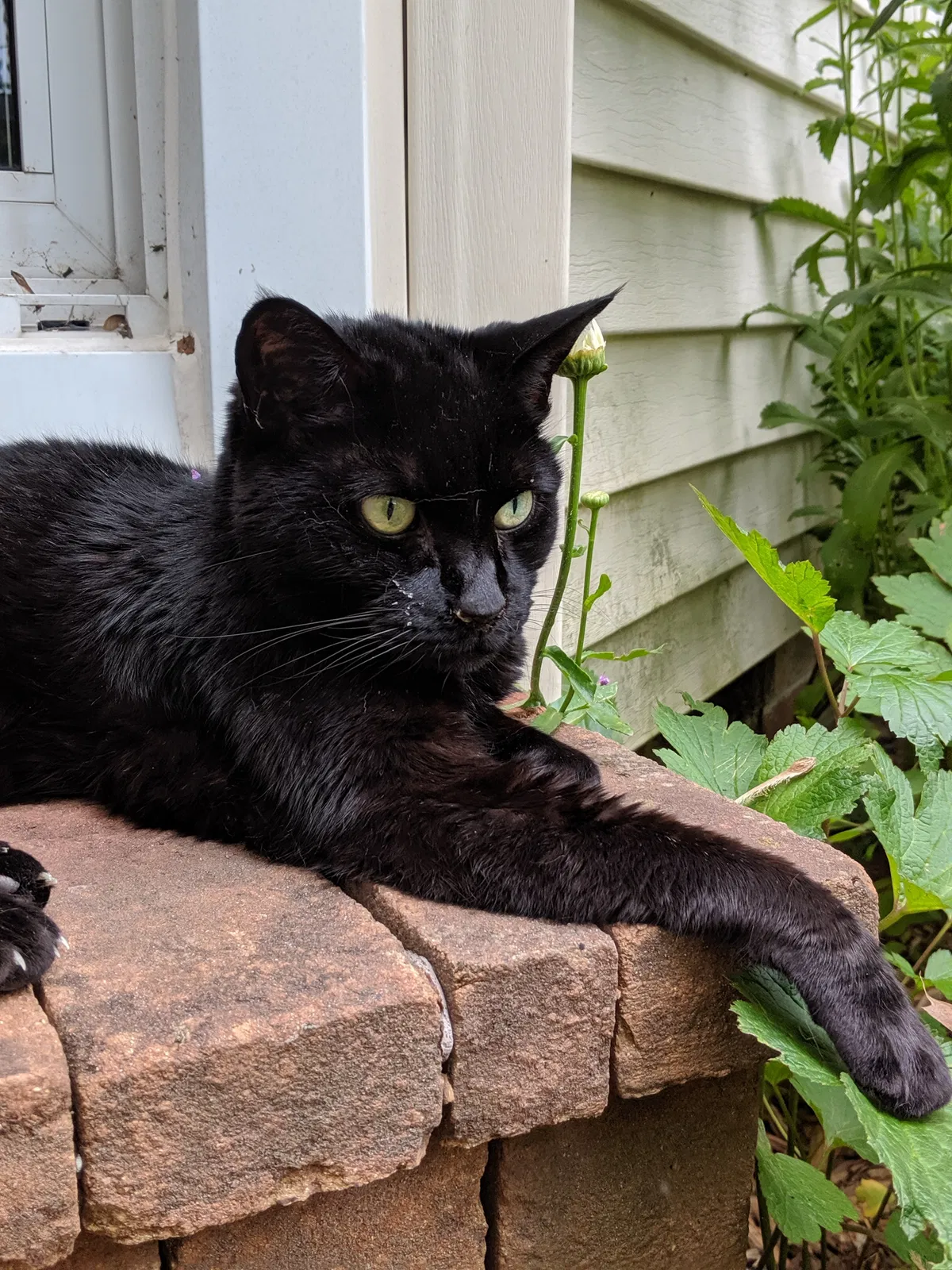 Lost cat in Berkley, MI, 48072