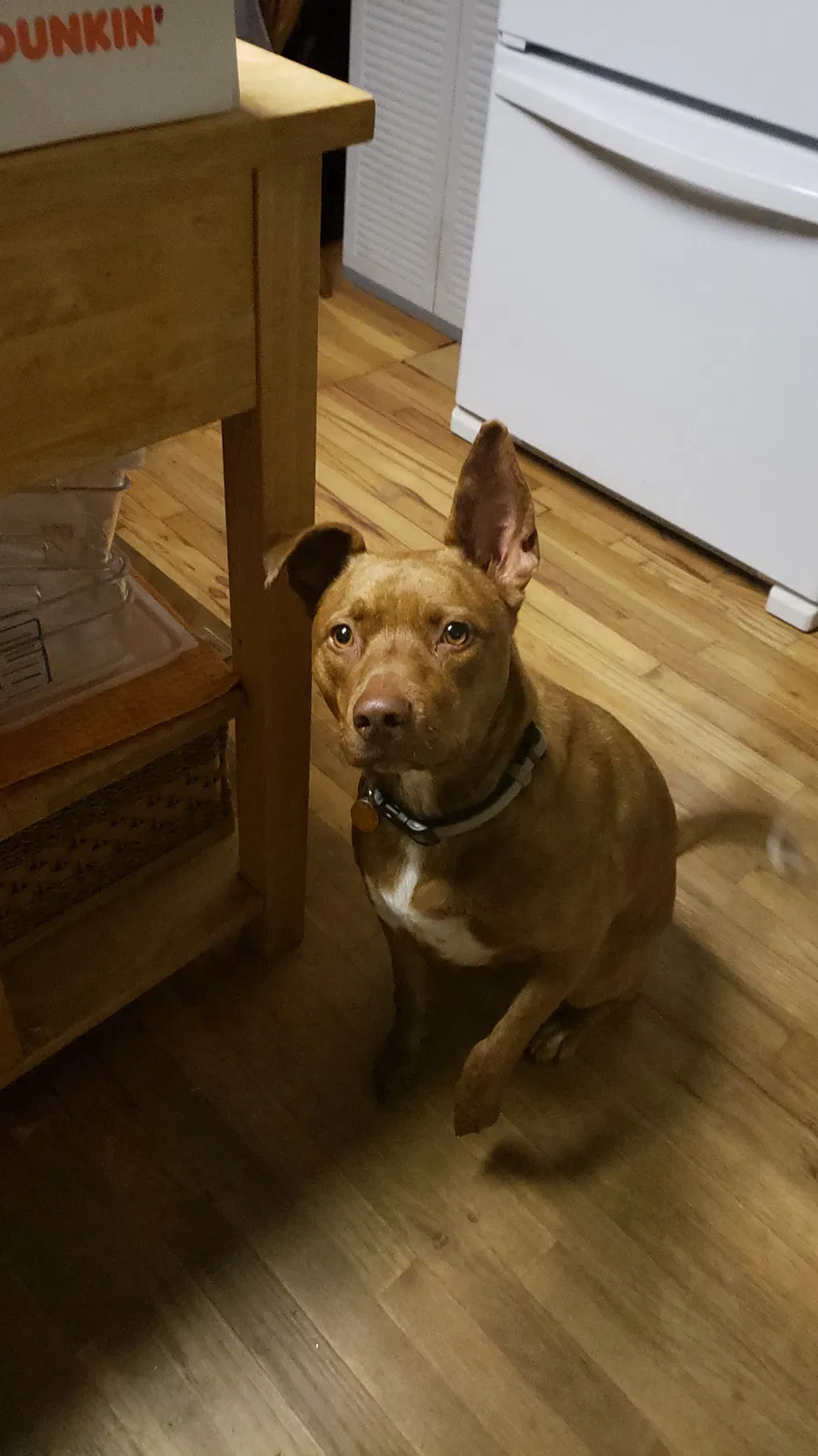 Lost dog in Canton, NC, 28716