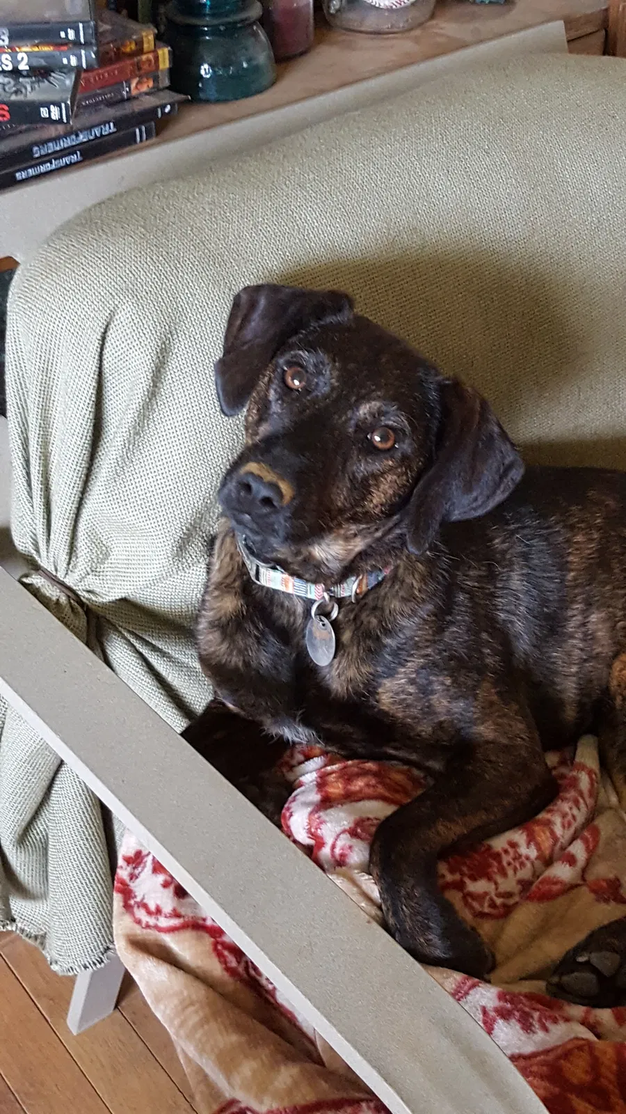 Lost dog in Canton, NC, 28716