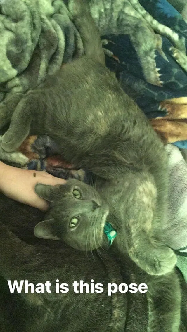 Lost cat in Salem, OR, 97306