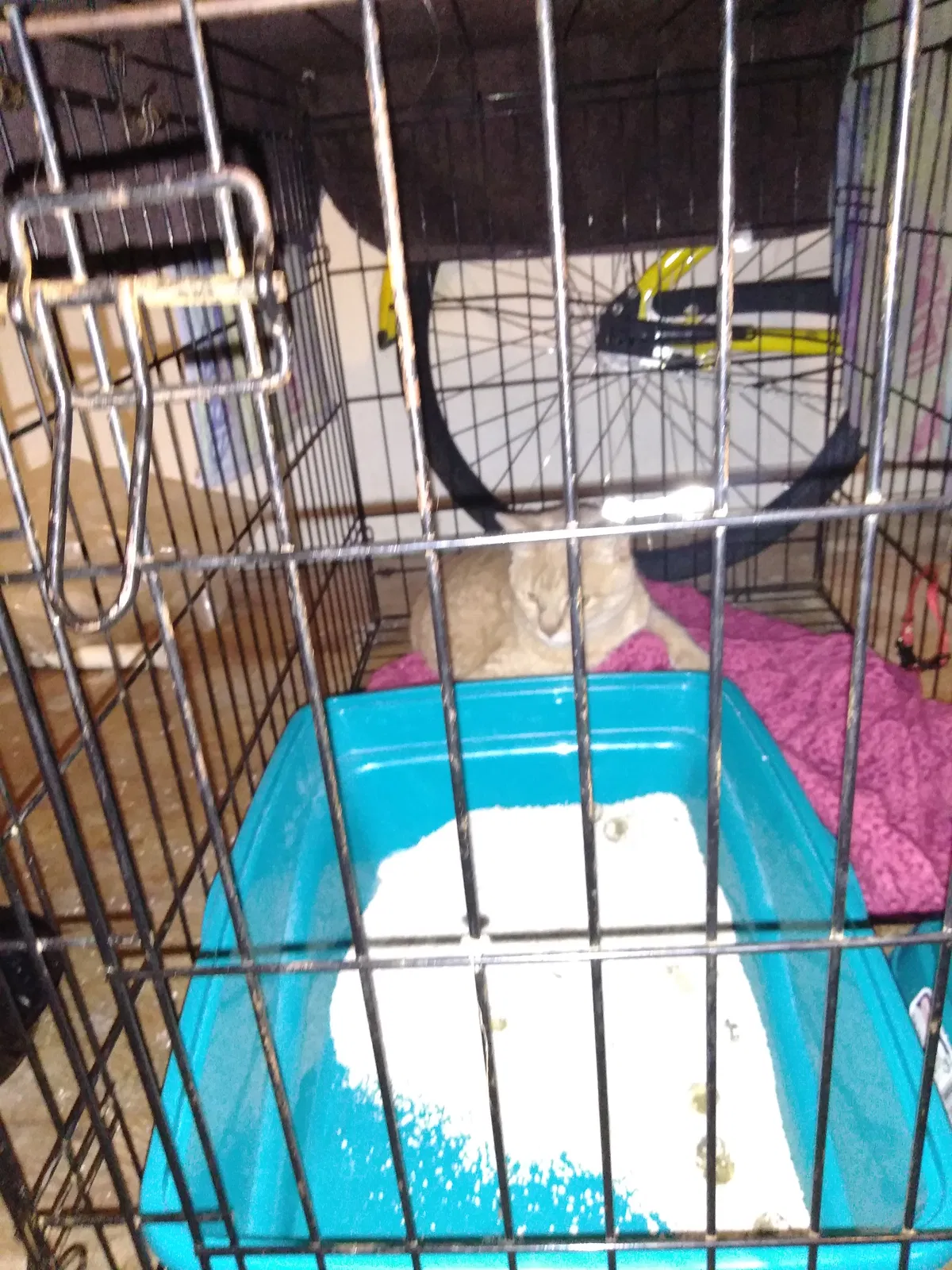 Lost cat in Bryan, TX, 77803