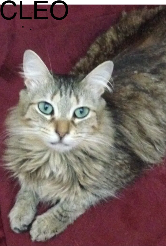 Lost cat in West Palm Beach, FL, 33417