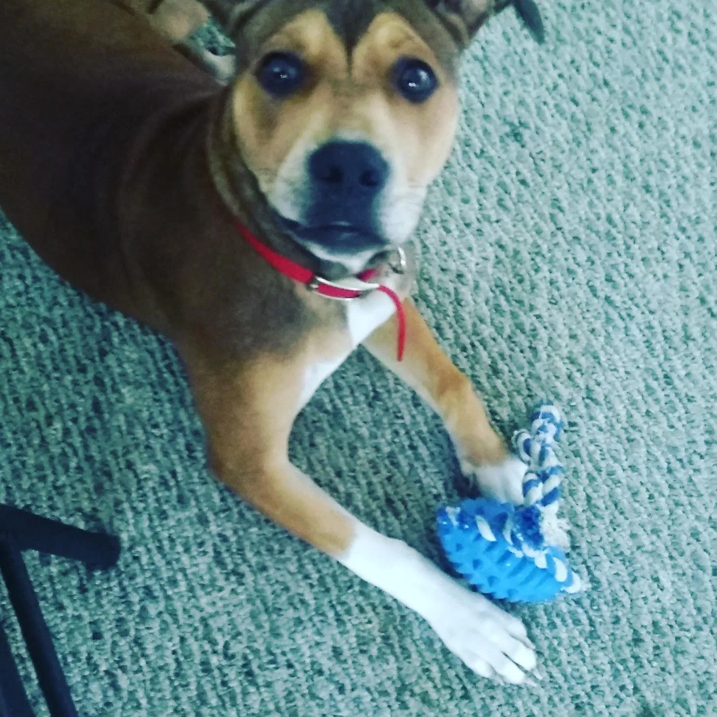 Lost dog in Flint, MI, 48532
