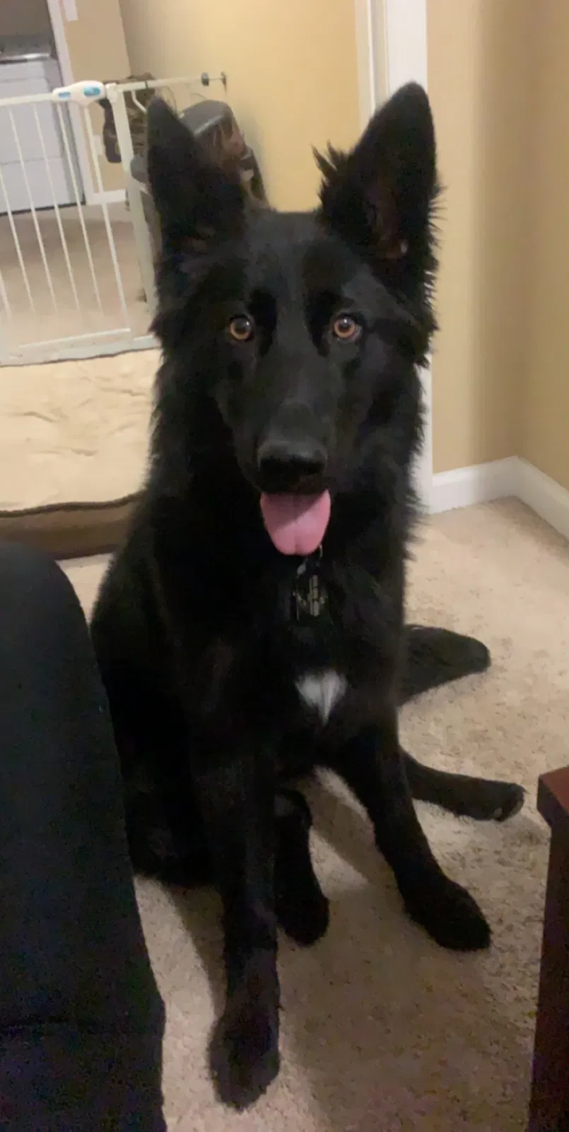Lost dog in Richlands, NC, 28574
