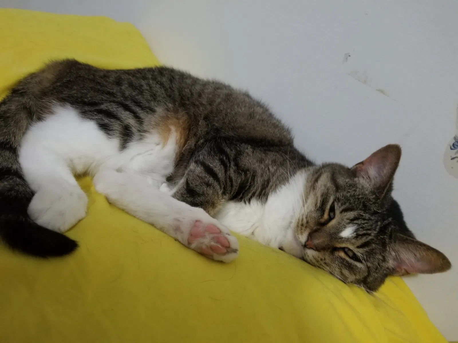 Lost cat in Grand Rapids, MI, 49544
