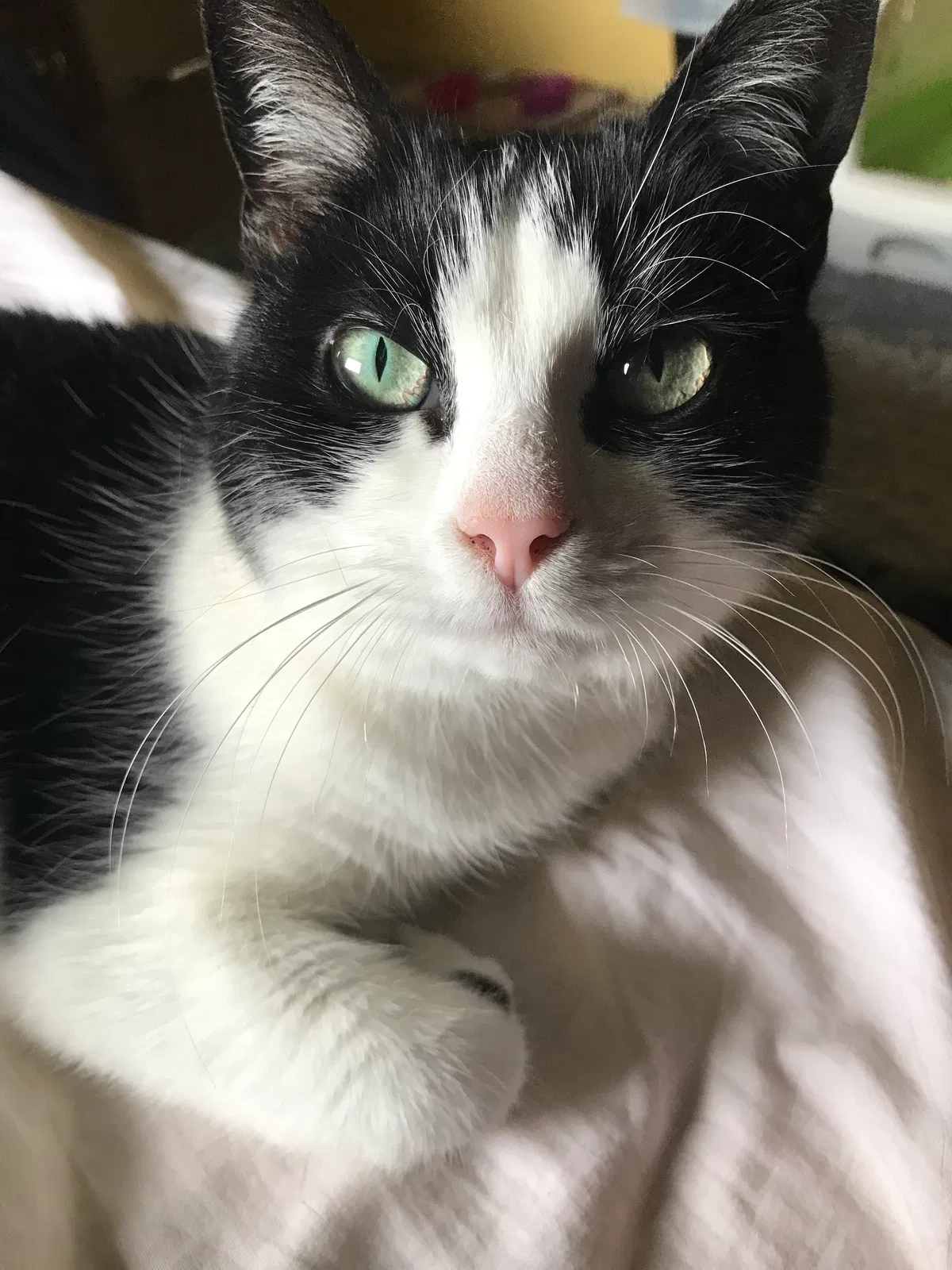 Lost cat in Englewood, OH, 45322