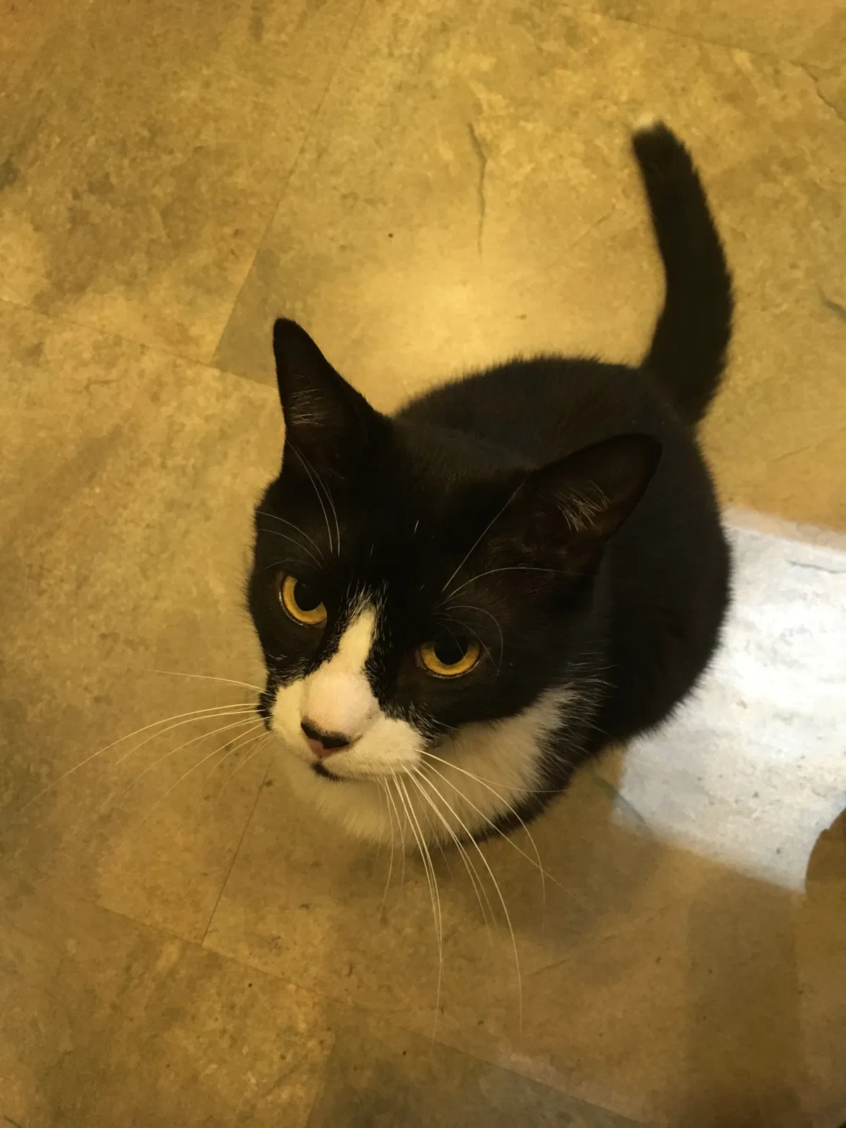 Lost cat in Concord, NC, 28027