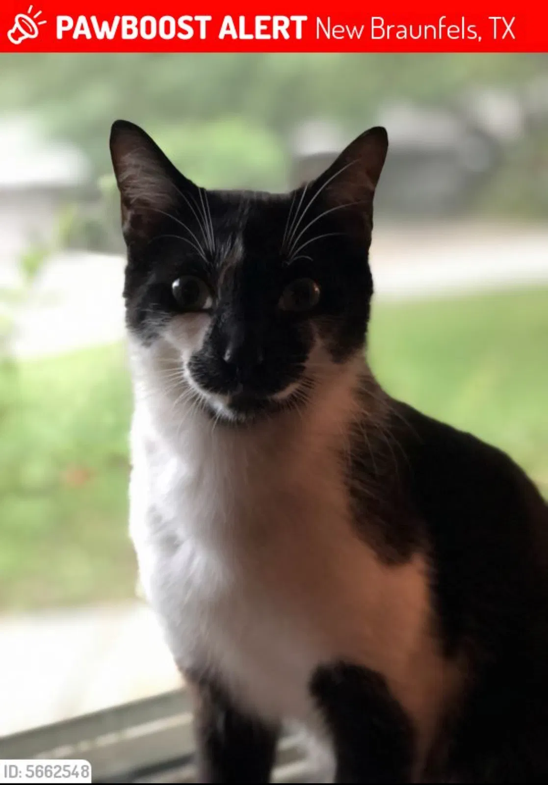 Lost cat in New Braunfels, TX, 78130