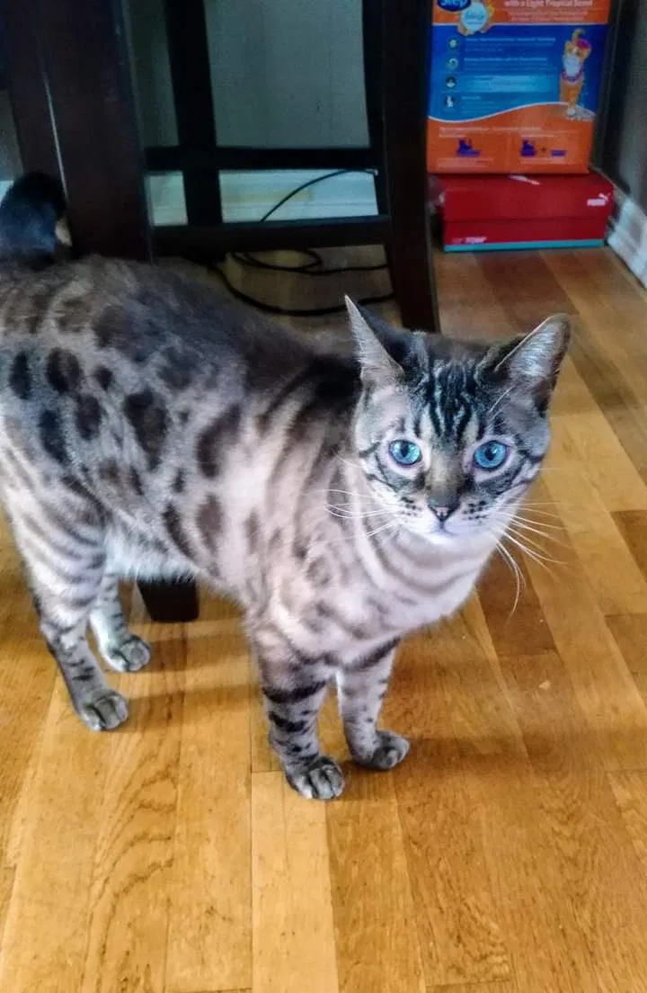 Lost cat in Ballwin, MO, 63021