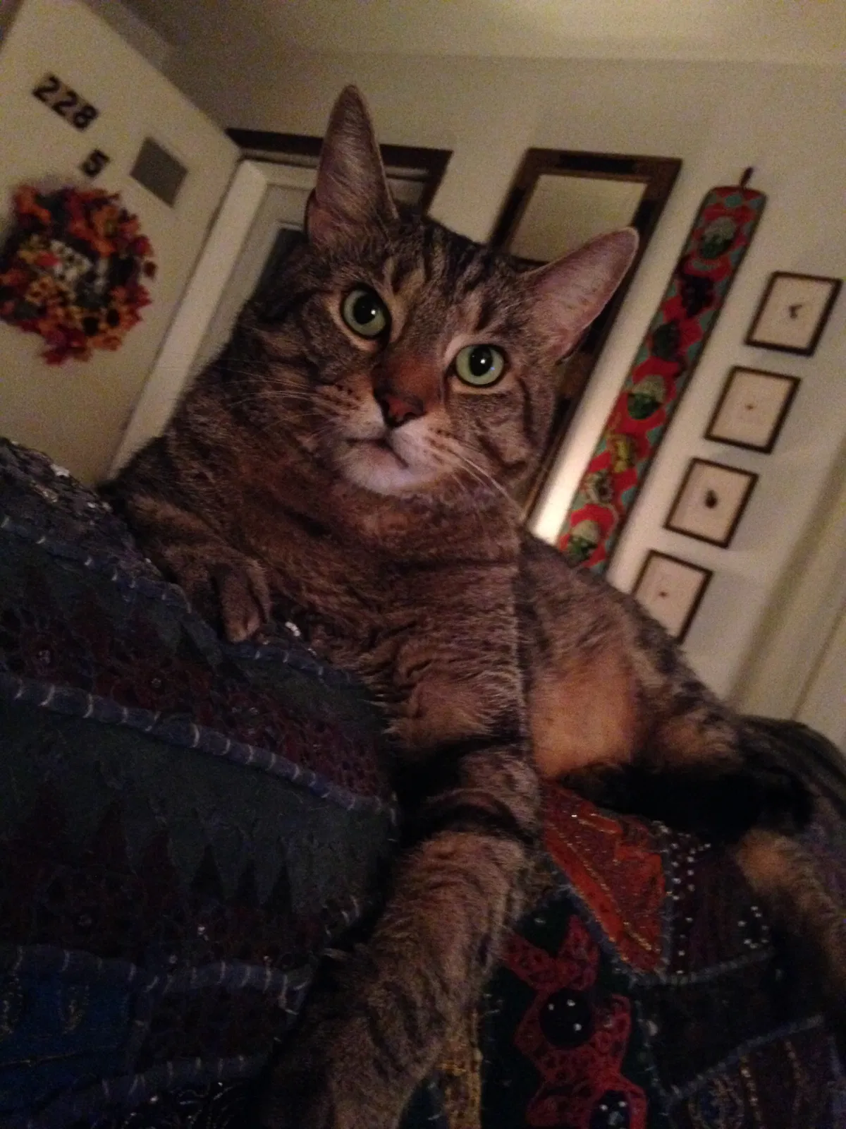 Lost cat in Canonsburg, PA, 15317