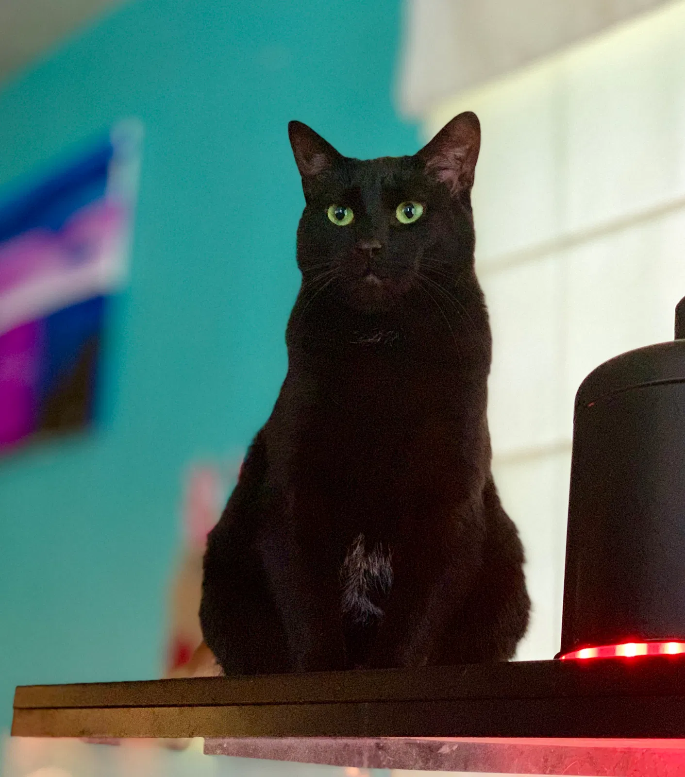 Lost cat in Shipman, VA, 22971