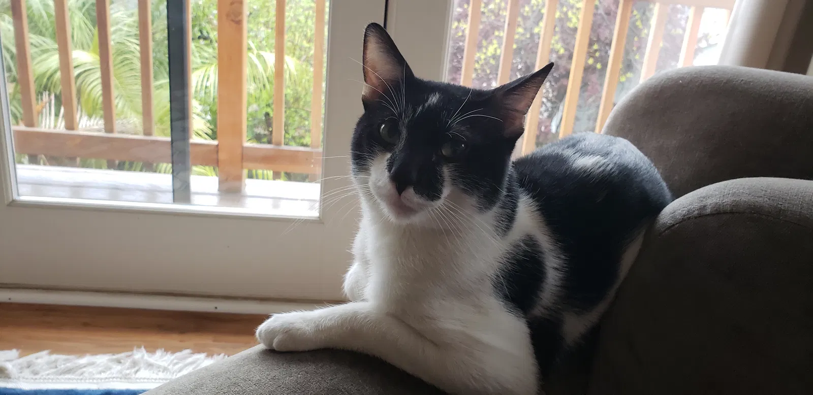 Lost cat in Auburn, CA, 95603