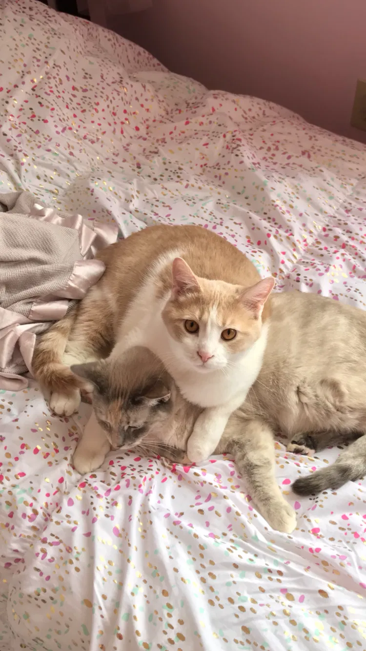 Lost cat in Pendleton, IN, 46064