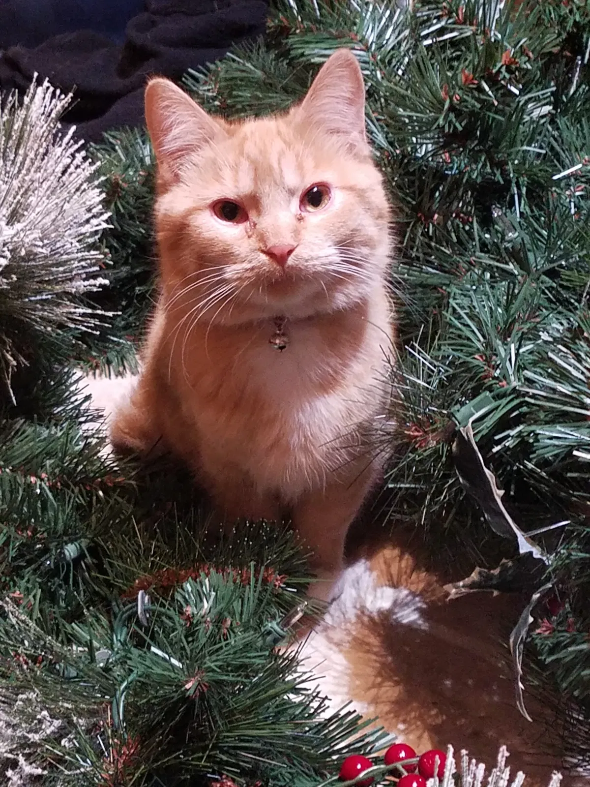 Lost cat in Minneapolis, MN, 55433