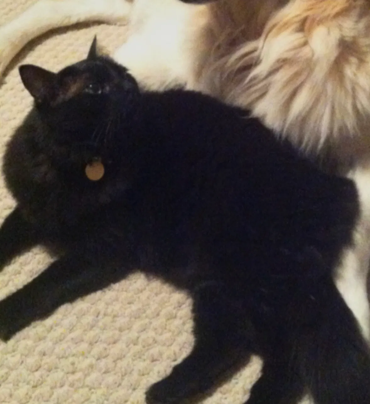 Lost cat in Jacksonville, FL, 32207