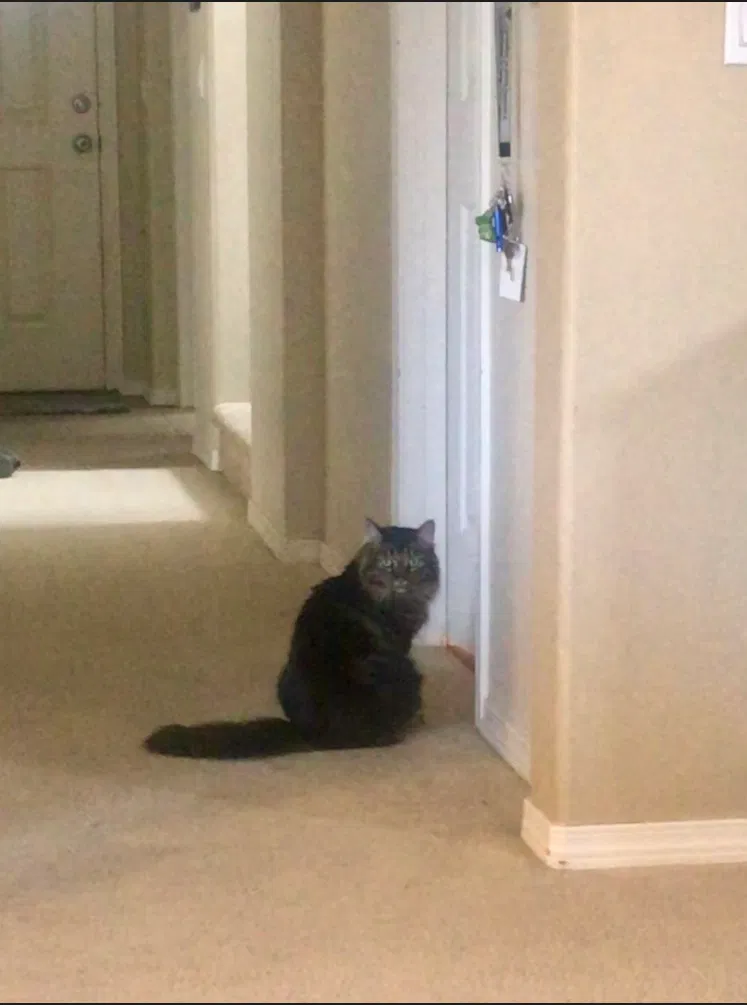 Lost cat in Clarksville, TN, 37043