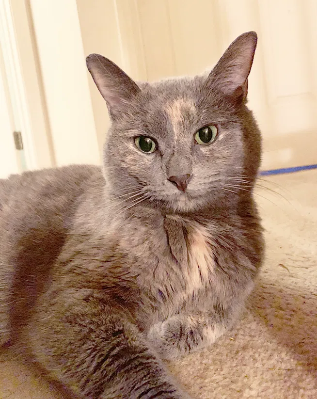 Lost cat in Greensboro, NC, 27410