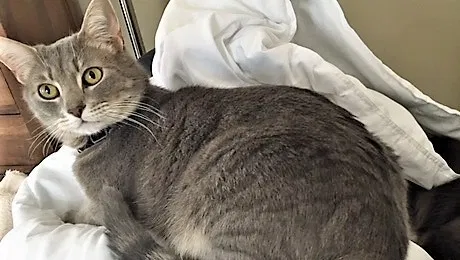 Lost cat in Greensboro, NC, 27407