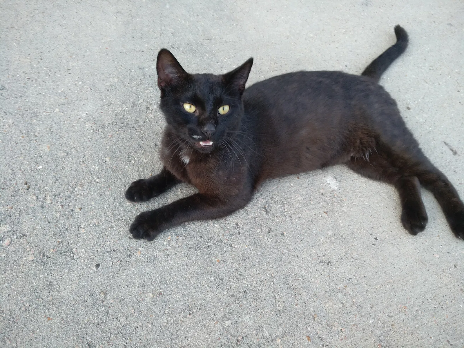 Lost cat in Richmond, TX, 77407