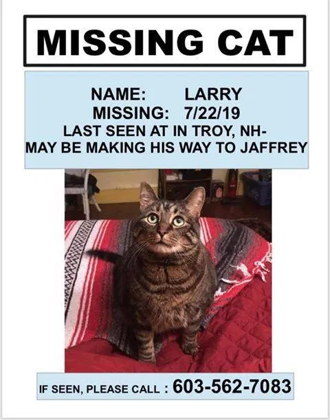 Lost cat in Jaffrey, NH, 3452