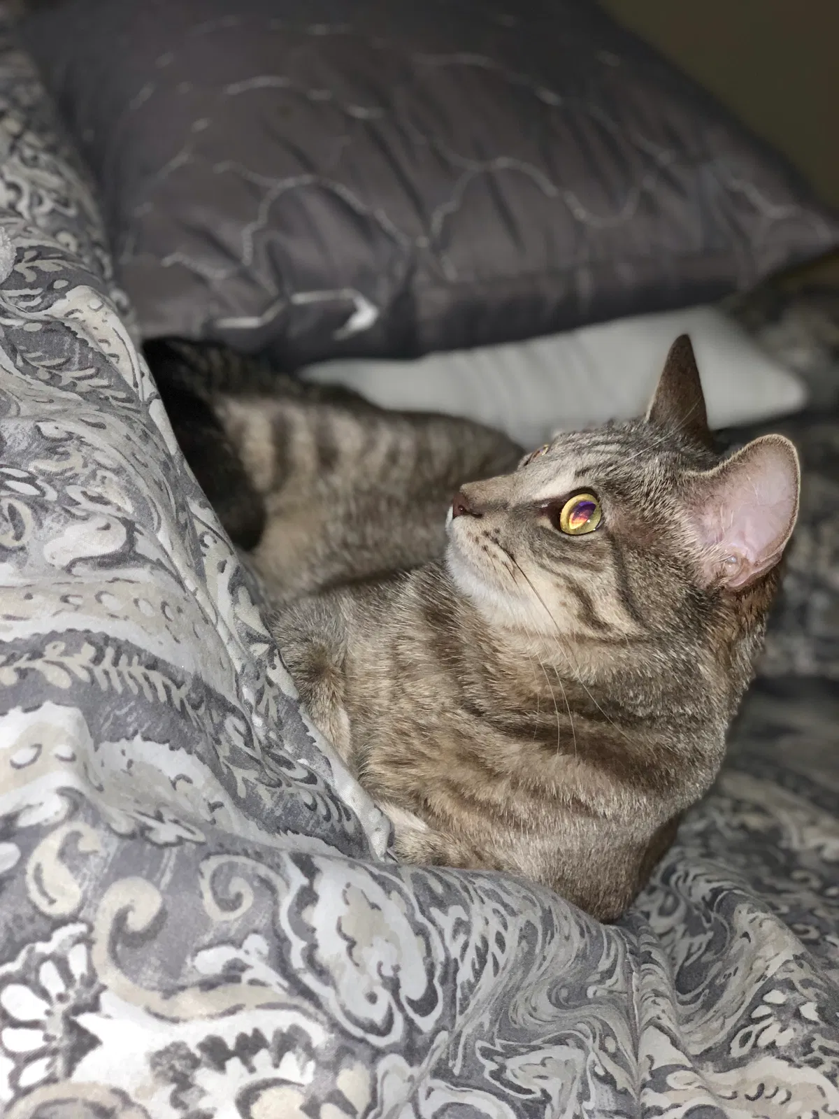 Lost cat in La Mesa, CA, 91942