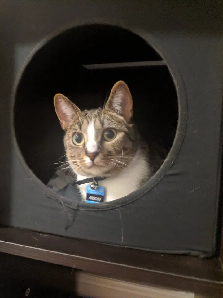 Lost cat in Greensboro, NC, 27408