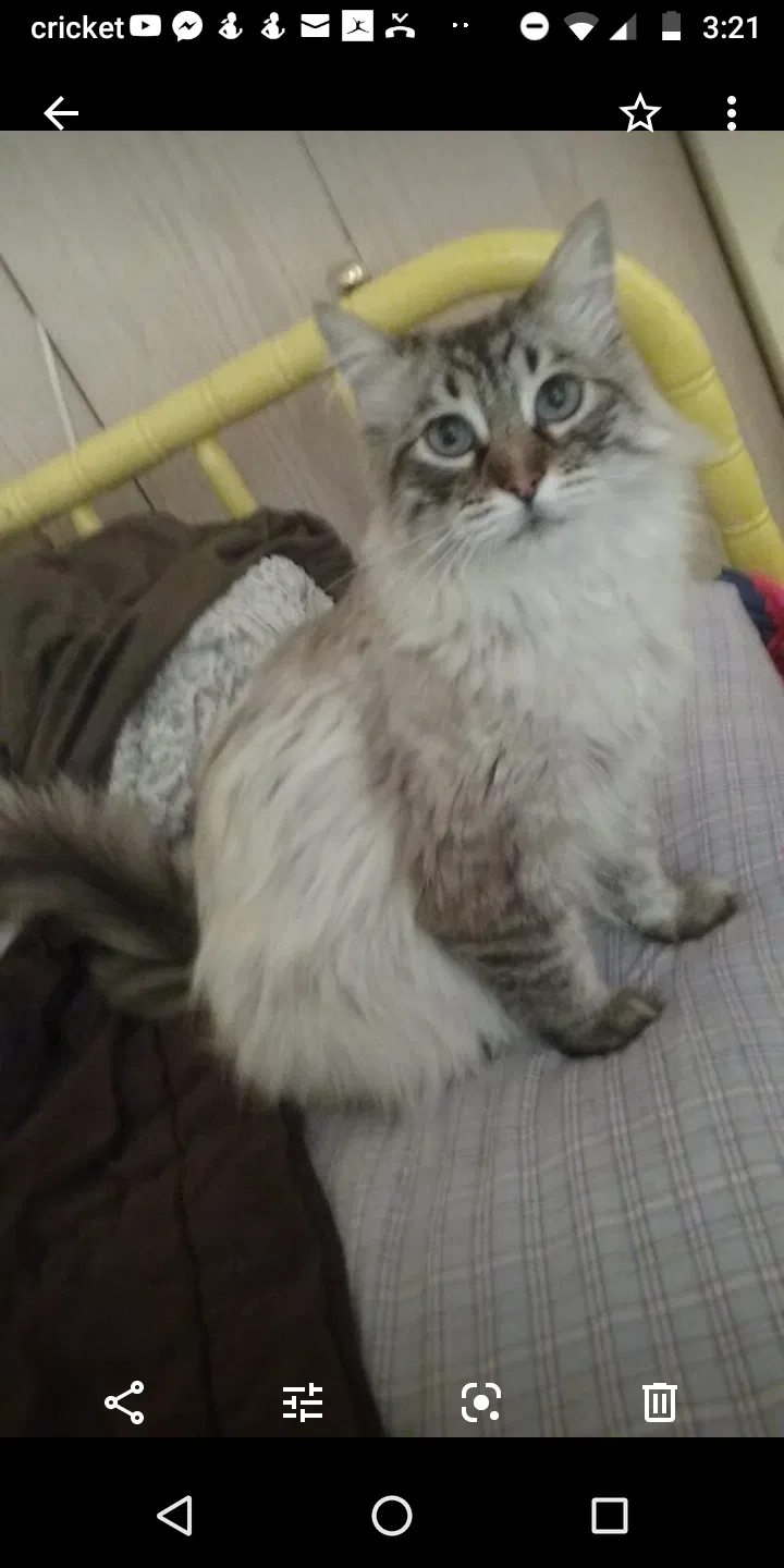 Lost cat in Richland, WA, 99352
