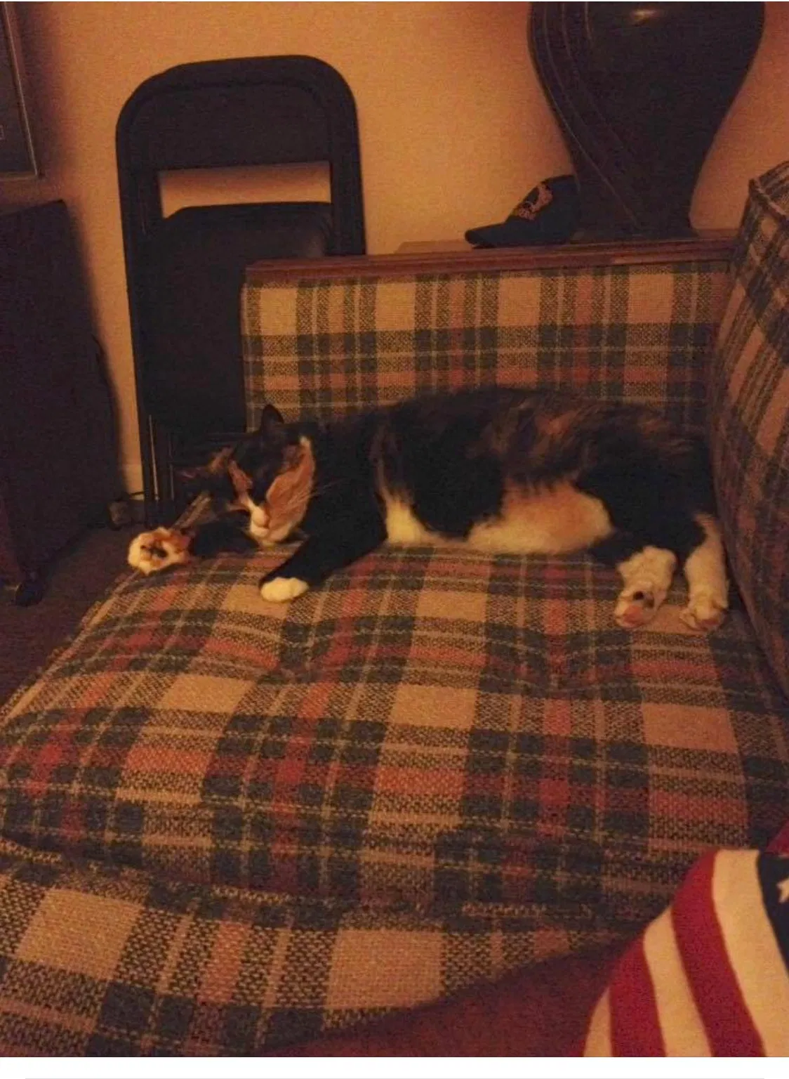 Lost cat in Nicholson, PA, 18446