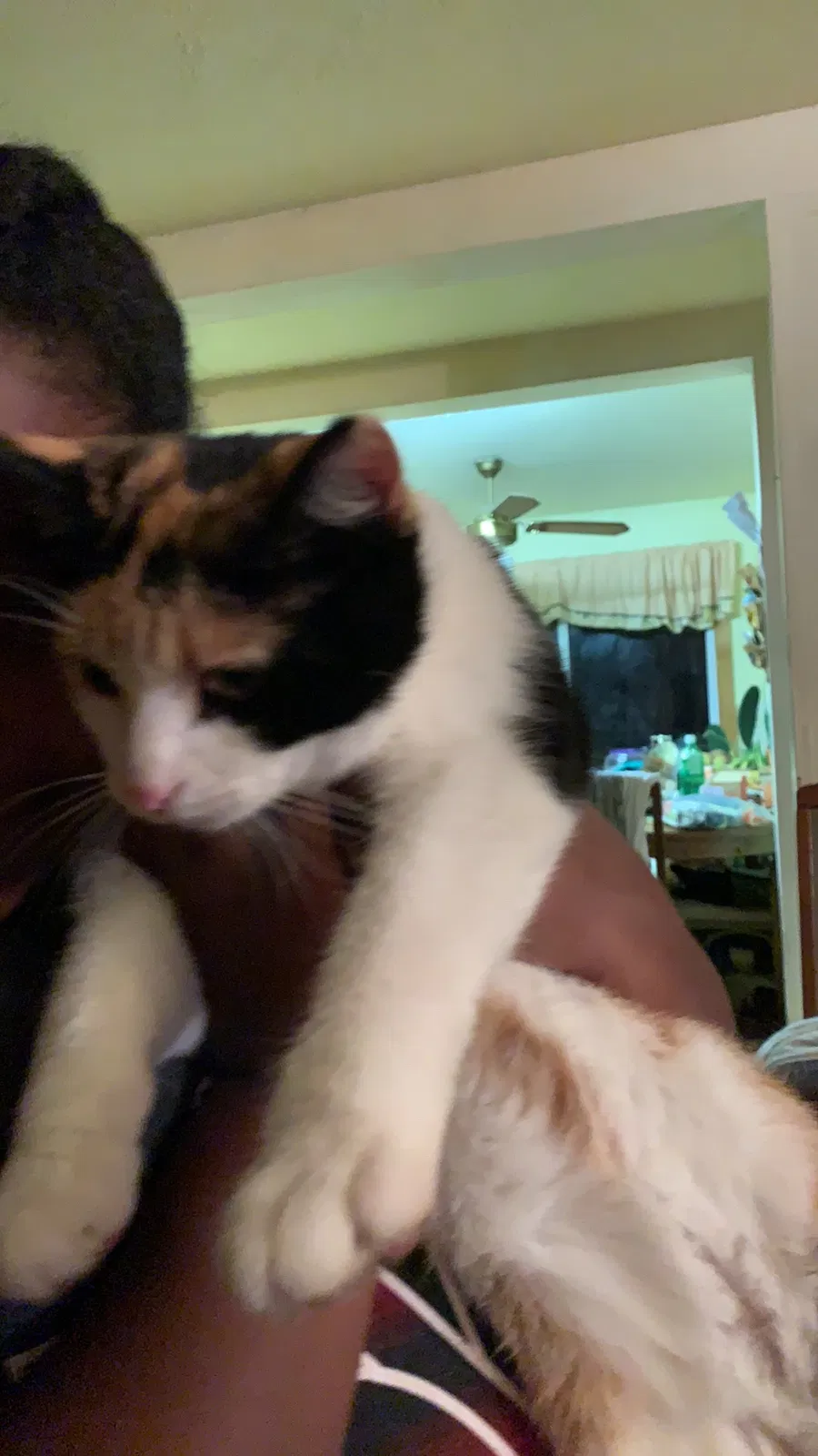 Lost cat in Liverpool, NY, 13088