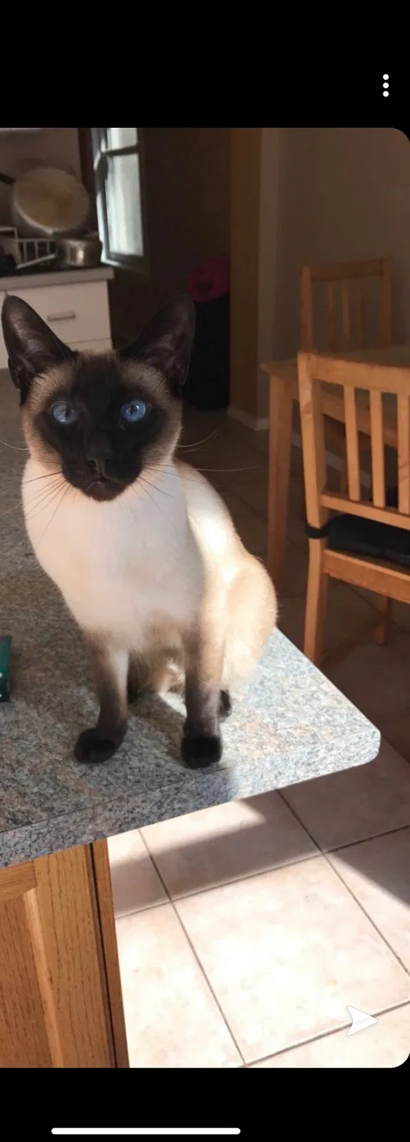 Lost cat in Lockport, NY, 14094