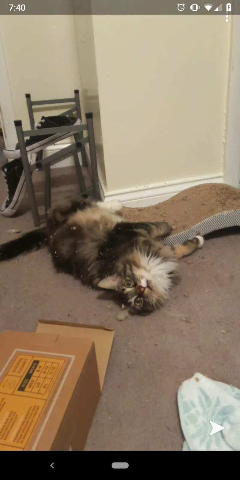 Lost cat in Troy, NY, 12180