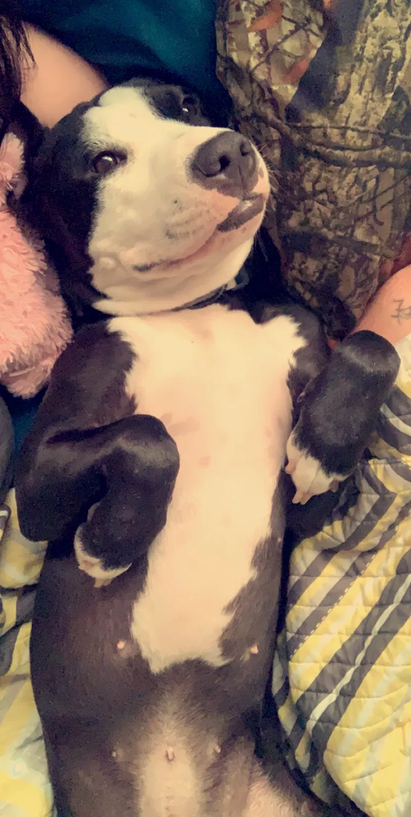 Lost dog in Fort Stewart, GA, 31315