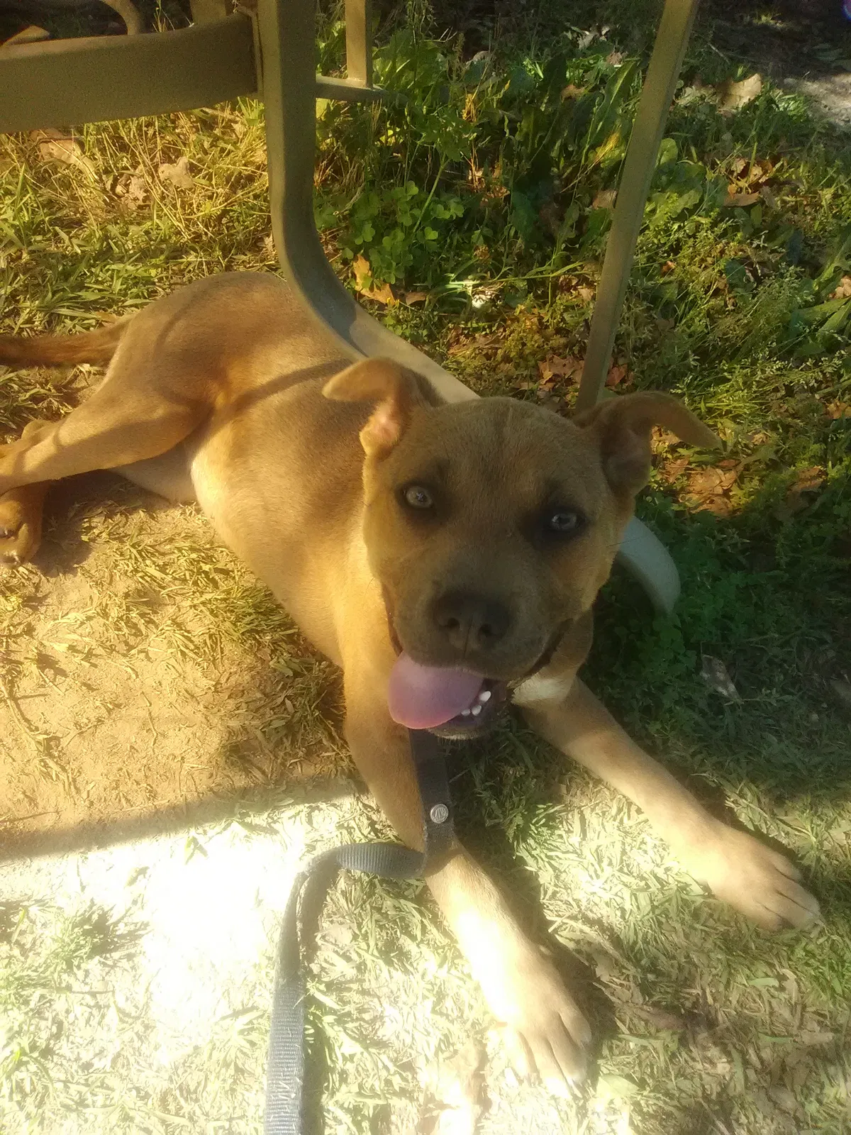 Lost dog in Carthage, NC, 28327