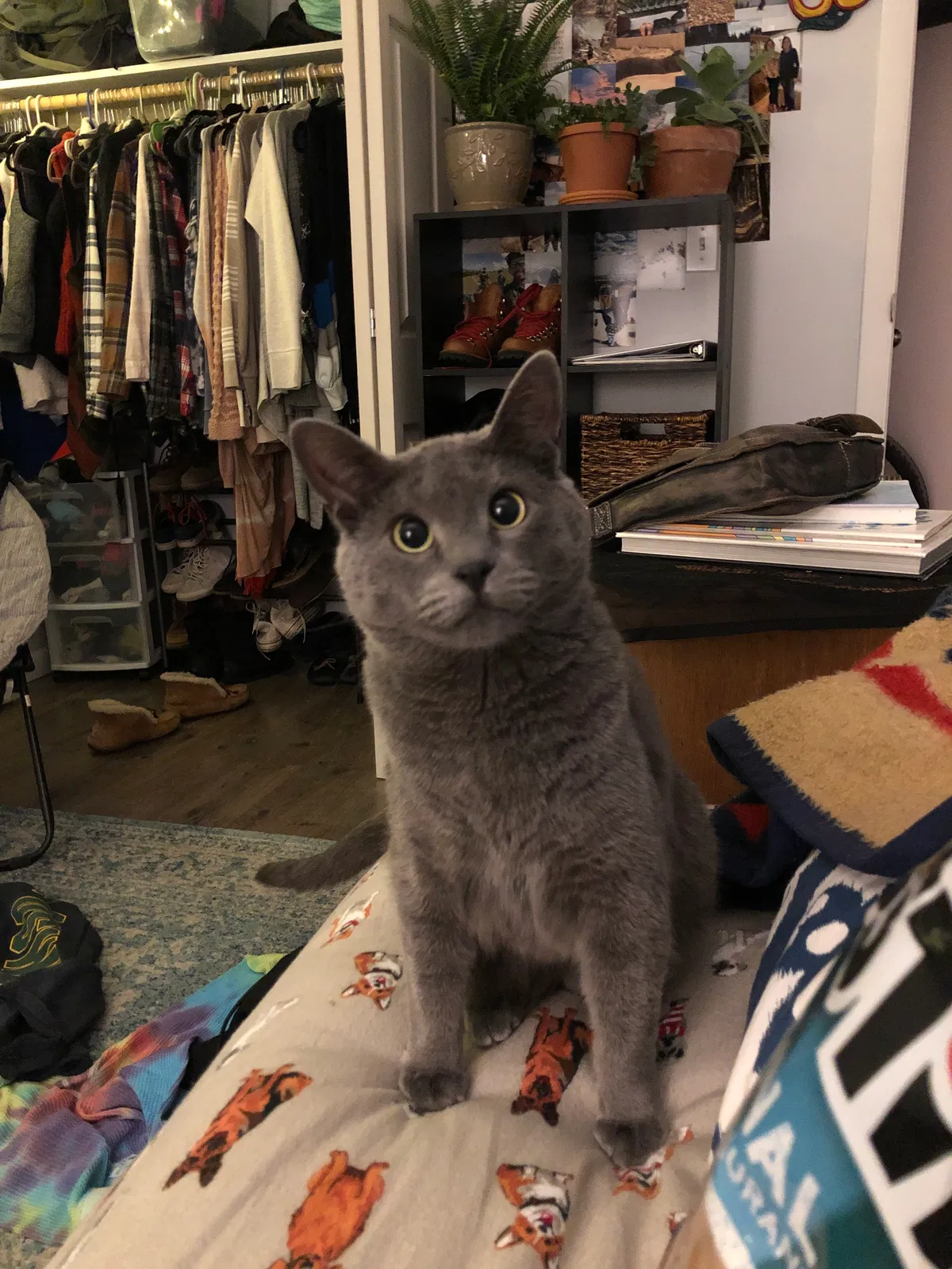 Lost cat in Edwards, CO, 81632