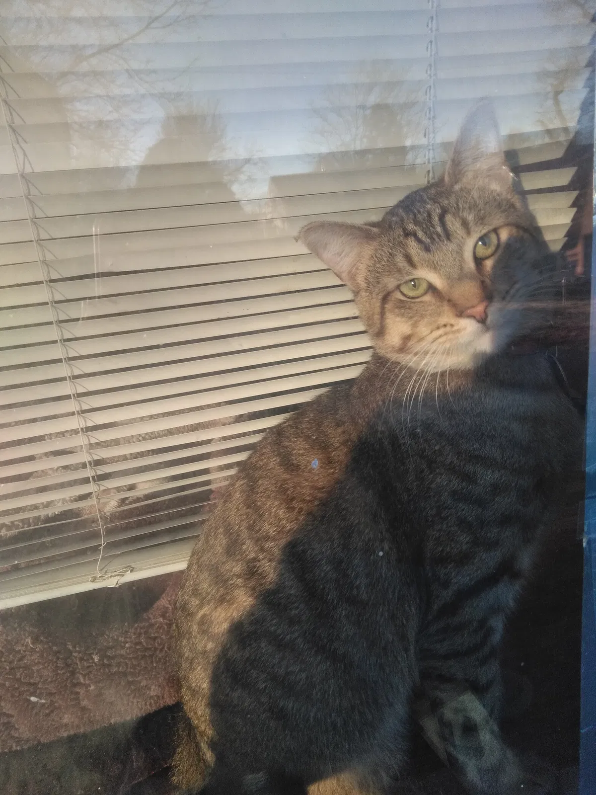 Lost cat in Wichita, KS, 67213