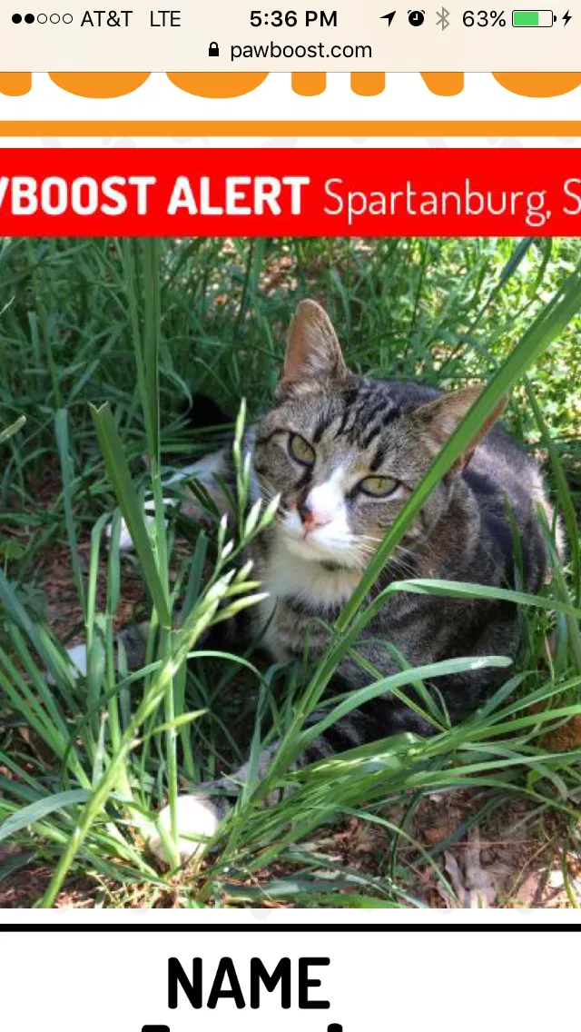 Lost cat in Moore, SC, 29369