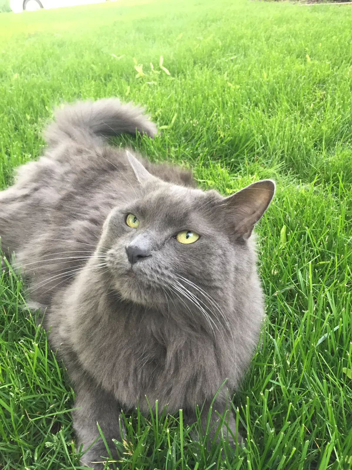 Lost cat in Grand Rapids, MI, 49506
