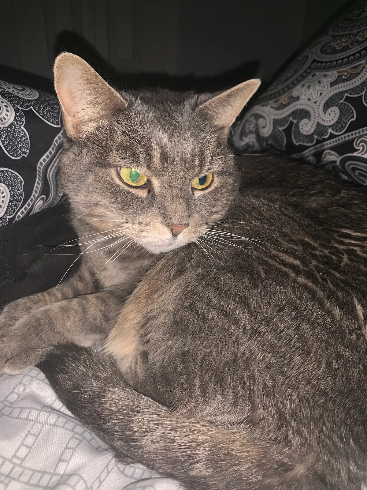 Lost cat in Tarentum, PA, 15084