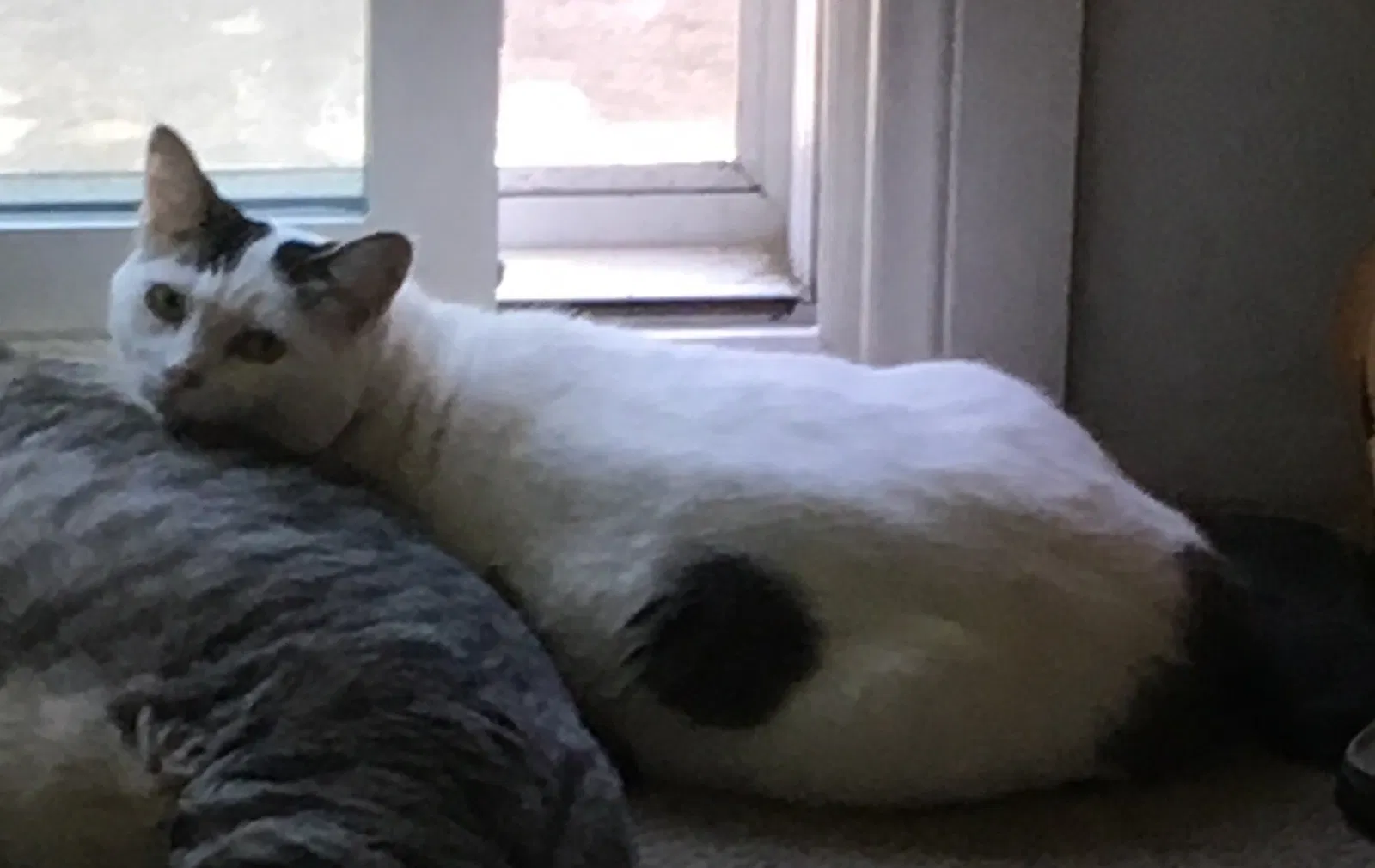 Lost cat in San Diego, CA, 92111